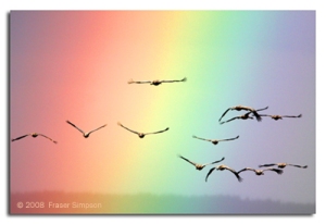 Photo of a wide rainbow and flock of birds flying towards it